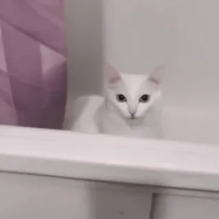 👀 dde08a9f kucing, kucing putih, binatang, hewan peliharaan, hewan peliharaan, anak kucing telegram sticker