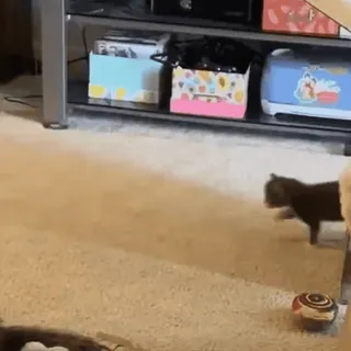 😮 dde668cc kucing, anak kucing, hewan, hewan peliharaan, bermain, kucing domestik telegram sticker