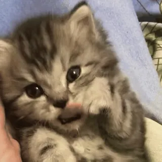 😮 fbf748e1 anak kucing, kucing, hewan, imut, peliharaan, domestik telegram sticker