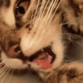 🌝 ffb23c52 kucing, anak kucing, hewan, hewan peliharaan, felin, imut, lucu telegram sticker