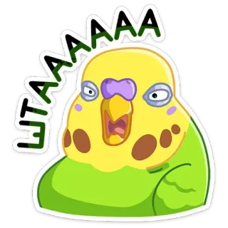 ❓ eb76efeb AAAAA ETAAAAA periquito, periquito australiano, pájaro, animal, mascota, meme, gritando telegram sticker