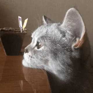 ☹️ 022854fc kucing, hewan peliharaan, hewan peliharaan, binatang, kucing, tanaman, dalam ruangan telegram sticker