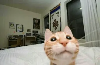 😐 1a6622a9 kucing, hewan peliharaan, mamalia, binatang peliharaan, hewan telegram sticker