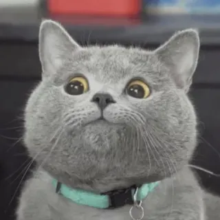 😶 2d0f0315 kucing, hewan, peliharaan, imut, domestik, kucing abu-abu, British Shorthair telegram sticker