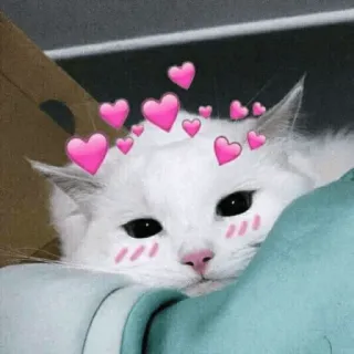 🥰 371bca0f kucing, anak kucing, hewan, hati, imut, kucing domestik telegram sticker