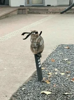 ⚔ 3b599668 kucing, ninja, kostum, binatang, luar ruangan, hewan peliharaan telegram sticker