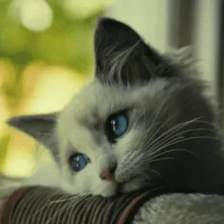 ☹️ 48bb4310 kucing, imut, hewan peliharaan, binatang, mata biru, domestik, felin telegram sticker