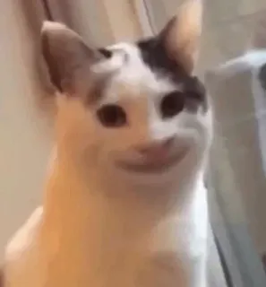 😊 4b751cf0 kucing, lucu, meme, hewan, peliharaan telegram sticker