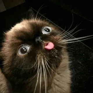 بیوار telegram stickers