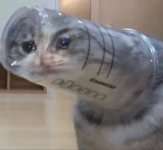 🥺 6fdde029 STARBUCKS kucing, Starbucks, lucu, binatang, meme telegram sticker