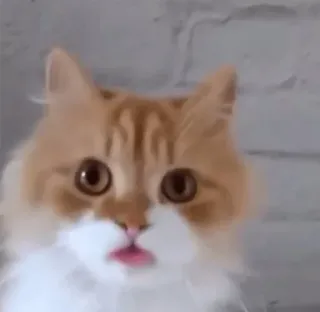 😦 7005ab51 kucing, hewan, binatang peliharaan, mamalia, imut, domestik, anak kucing telegram sticker