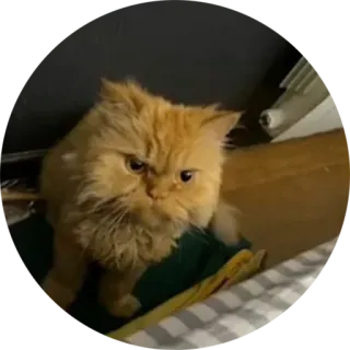 😡 8c7a6b35 kucing, kucing oranye, hewan peliharaan, hewan, kucing telegram sticker