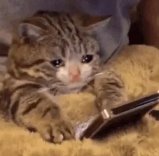 😢 a0665142 kucing, anak kucing, sedih, menangis, hewan, hewan peliharaan telegram sticker