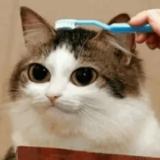 🙂 a78e2e84 kucing, sikat gigi, hewan peliharaan, hewan, perawatan, kucing domestik telegram sticker