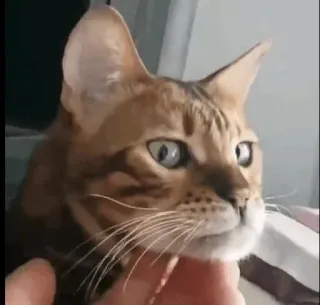 😡 da23b54b kucing, hewan peliharaan, hewan, mamalia, kucing domestik, felidae telegram sticker