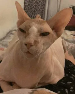 بیوار telegram stickers