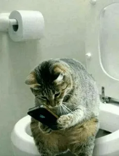 📱 fc2c2106 kucing, toilet, telepon, humor, hewan, belang telegram sticker
