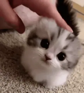 🥰 2577230c cat, kitten, animal, cute, pet, domestic, furry telegram sticker