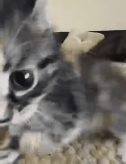 😤 29c8177a cat, kitten, animal, pet, cute, domestic animal telegram sticker