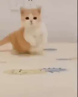 👀 3c8c00a6 cat, kitten, cute, animal, pet, mammal telegram sticker