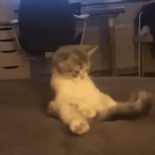 😳 b9b2d4cf cat, sitting, funny, animal, pet, cute telegram sticker