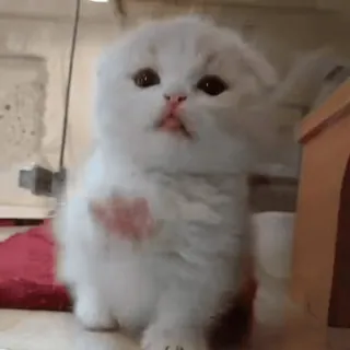 😜 d87a0215 kitten, cat, cute, fluffy, white, animal, pet, domestic telegram sticker