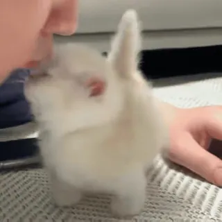 ❤️ e7f9505f rabbit, animal, gesture, middle finger, offensive telegram sticker