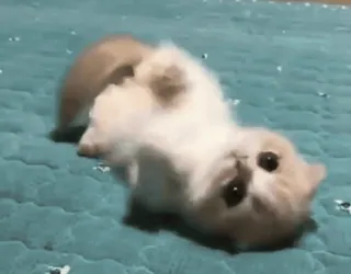 🥰 ee6fb288 cat, kitten, cute, animal, pet, adorable telegram sticker