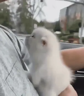 🥰 f8255af4 dog, puppy, cute, white, pet, animal, fluffy telegram sticker