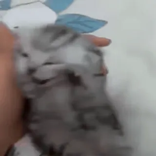 🤯 fa8ee2bd kitten, cat, animal, pet, cute, domestic, feline telegram sticker