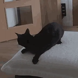 Black Cat / Черные кошки @freetopsticker telegram stickers