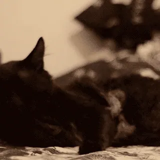 🐈‍⬛ 77d43d77 kucing, hewan peliharaan, hewan, tidur, kucing hitam whatsapp sticker