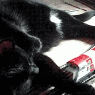 Black Cat / Черные кошки @freetopsticker telegram stickers