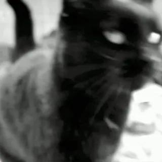 🖐 b121d8a9 kucing, kucing hitam, hewan, hewan peliharaan, mata whatsapp sticker