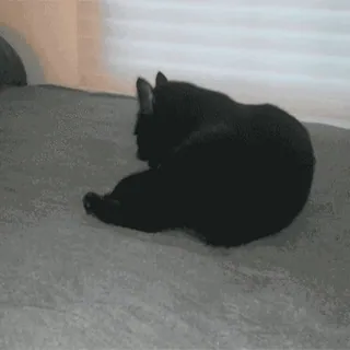 🤪 dc416074 kucing, kucing hitam, hewan, hewan peliharaan, hewan peliharaan whatsapp sticker