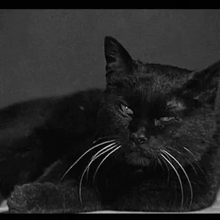 💤 dca44363 kucing, kucing hitam, hewan, peliharaan, domestik whatsapp sticker