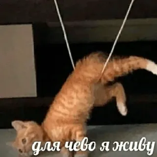 Блинби telegram stickers