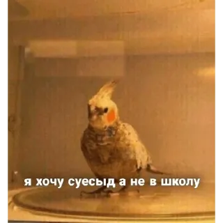 Блинби telegram stickers