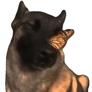 😇 38edfea9 狗, 蝴蝶, 动物, 宠物, 自然, 昆虫 telegram sticker