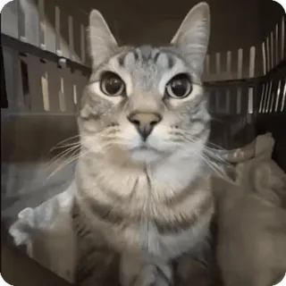 🖕 455ef228 猫, 动物, 宠物, 猫科动物, 家畜, 哺乳动物 telegram sticker