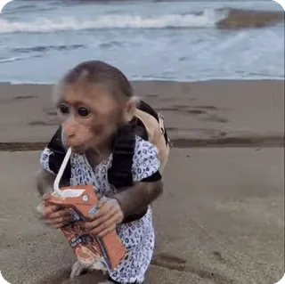 🧃 b9fdb341 猴子, 海滩, 饮料, 动物, 户外, 可爱 telegram sticker