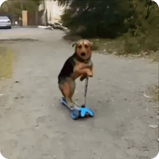 🌟 e3e03b8b 狗, 滑板车, 动物, 宠物, 可爱, 搞笑, 户外, 街道 telegram sticker