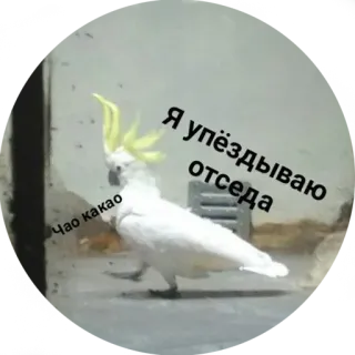 😠 0002e817 Я упёздываю отседа
Чао какао ptak, papuga, kakadu, śmieszne, bieganie telegram sticker