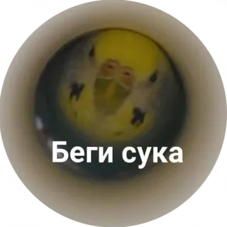 😈 00828e73 Беги сука ptak, papużka falista, śmieszne, rosyjski, tekst telegram sticker