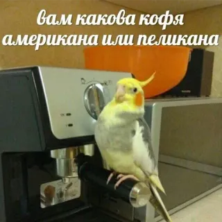 ☕️ 34ffa4c1 вам какова кофя американа или пеликана ptak, kawa, papuga, żart, nimfa telegram sticker