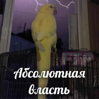 Я орал, меня ловили telegram stickers