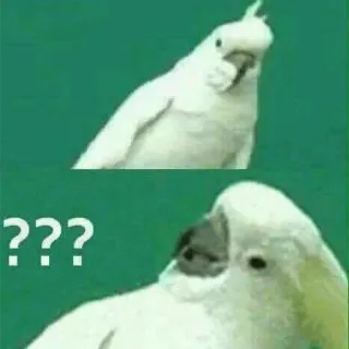 🤔 f83f8340 ??? ptak, papuga, kakadu, pytanie, zmieszany telegram sticker