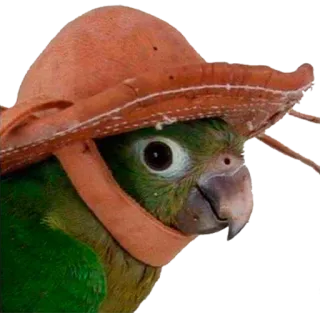 🌴 14752b03 papagaio, pássaro, animal, chapéu, fofo, verde whatsapp sticker