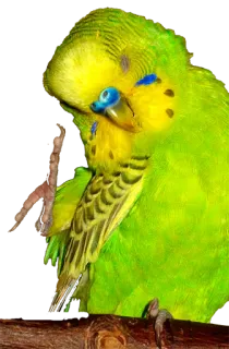 🦆 1493bceb periquito, pássaro, papagaio, animal de estimação, animal, verde, amarelo whatsapp sticker