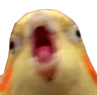 😡 6267bf08 pássaro, calopsita, meme, animal, grito, engraçado, papagaio whatsapp sticker